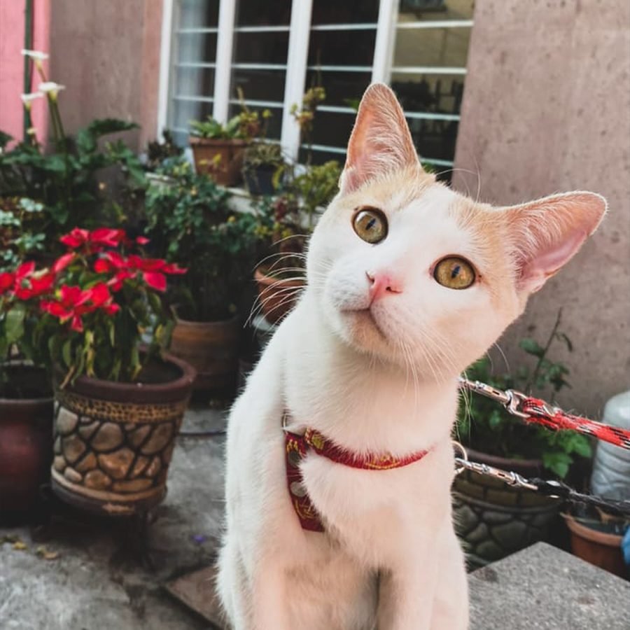 Gato blanco con arnés rojo sentado entre macetas en un patio
